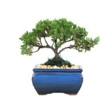 Bonsai Tree – Japanese Juniper 3-4 Year Old, Planted in 5 inch Container – Grown by Eve’s Garden